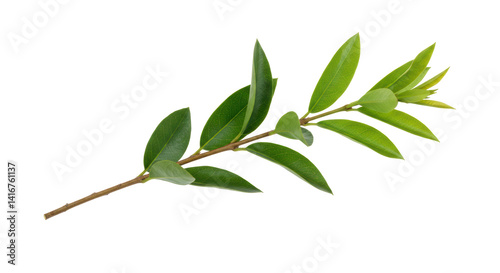 Isolated Fresh Green Branch with New Leaves