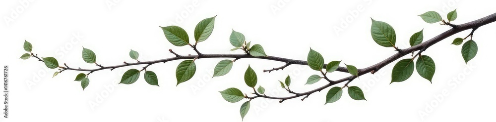 Fototapeta premium Dark branch with intricate details isolated on white background, isolated, foliage, organic
