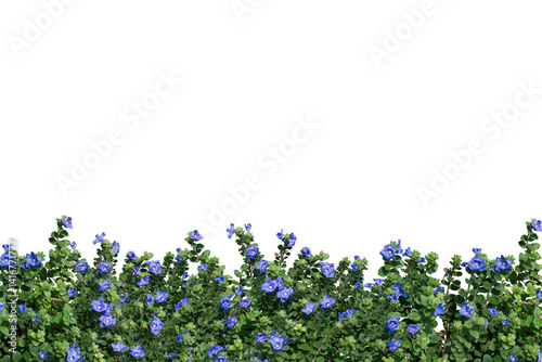 Purple flower frame isolated