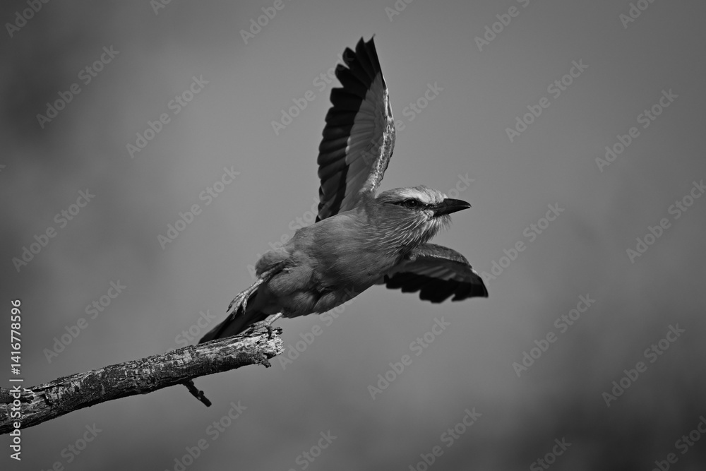 Naklejka premium Mono lilac-breasted roller takes off from tree