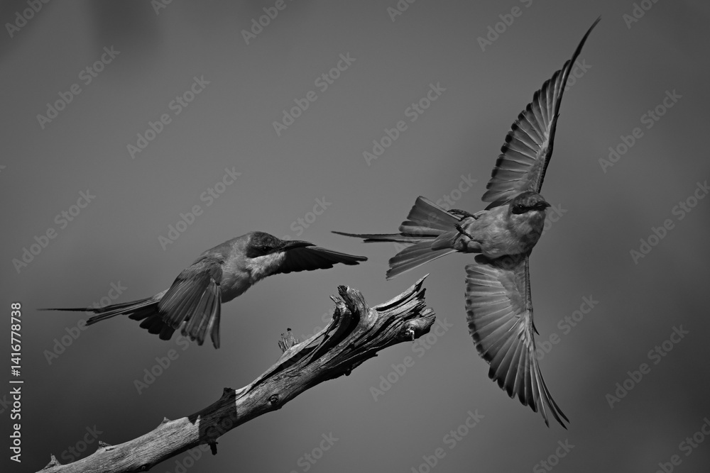 Obraz premium Mono carmine bee-eater chases another off branch