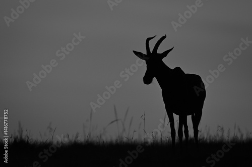 Mono topi stands at sunrise on horizon photo