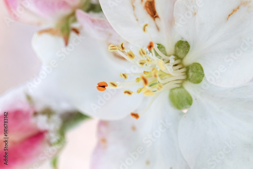 Konstfotografi unseasonal snow on fruit tree blossoms, macro photo