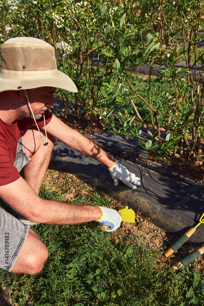 A male gardener with hat working with hoe in a blueberries organic farm.