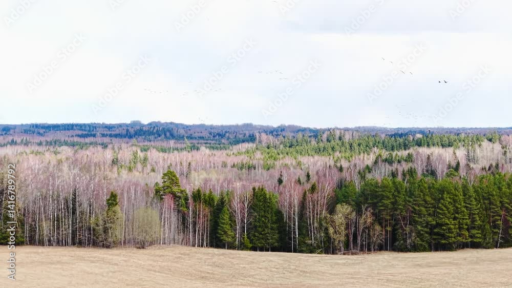Birds migrate over field in spring, wide view of treetops and distant countryside Birds migrate over field in spring, wide view of treetops and distant countryside