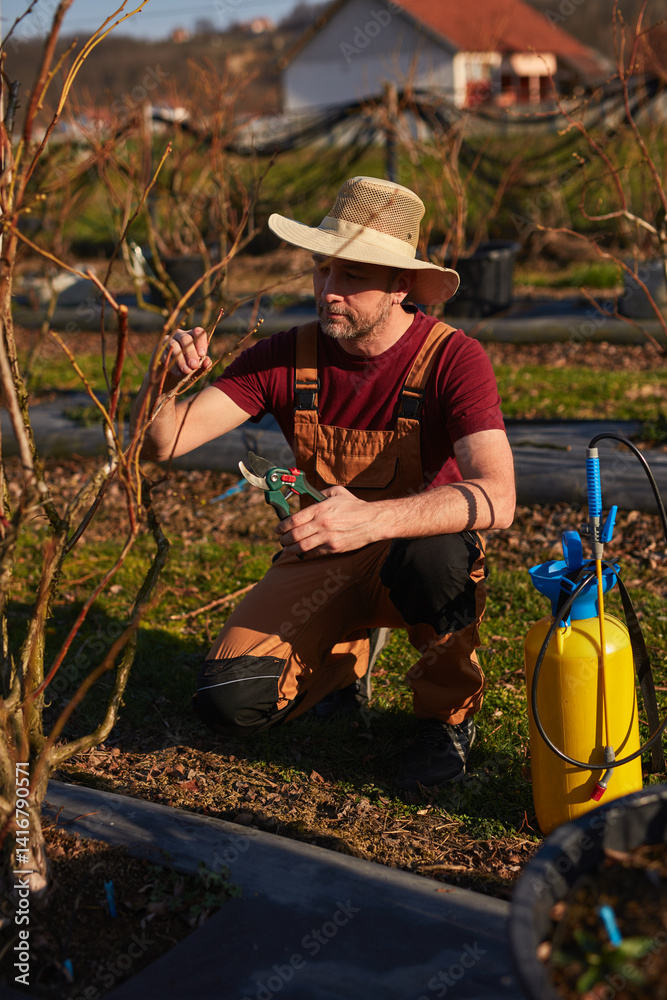 Male gardener with pruning shears working in a blueberries organic farm.