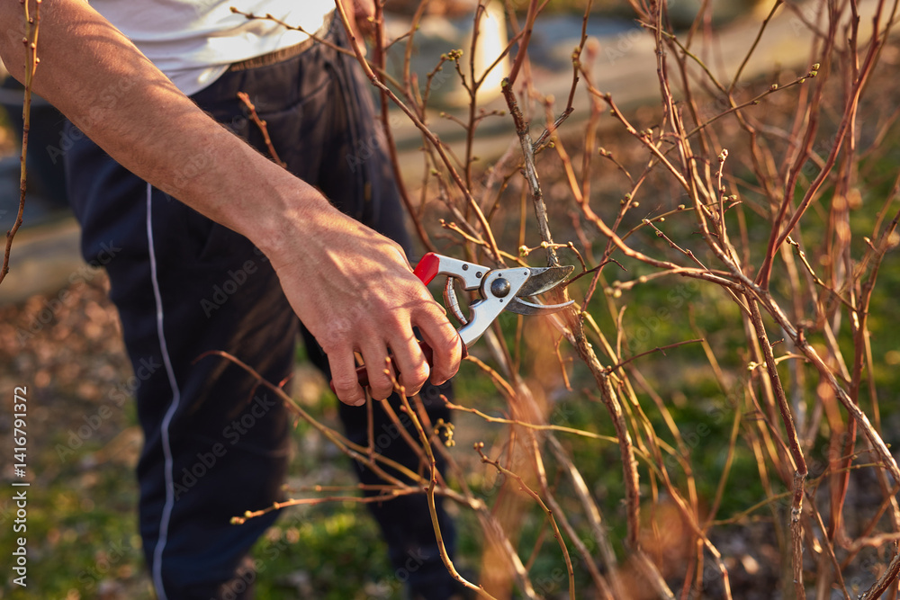 Male gardener with prunign shears working in a blueberries organic farm.
