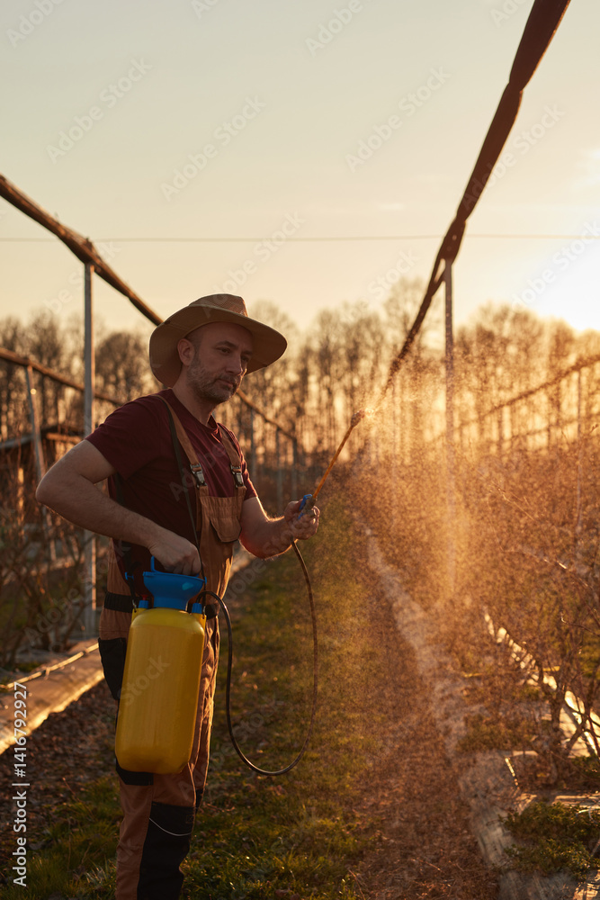 Farmer using pesticide, insecticide and herbicide sprayer sprinkler in an blueberries farm outdoors in springtime, before blooming.