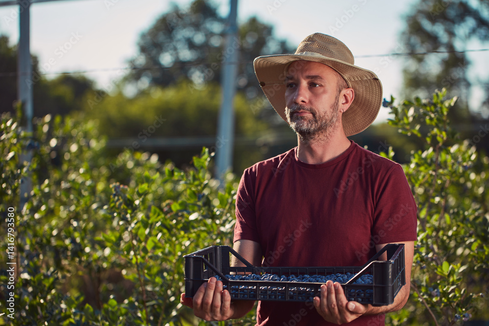 Farmer picking fresh blueberries on a farm.
