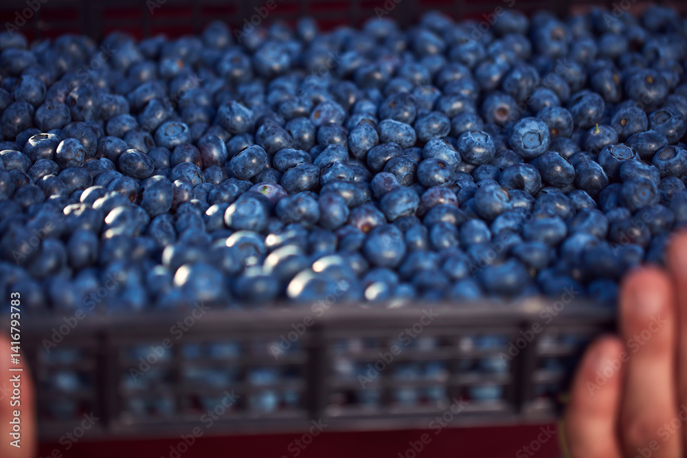 Farmer picking fresh blueberries on a farm.