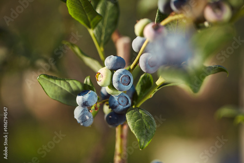 Fresh blueberries ready for seasonal picking on a farm.