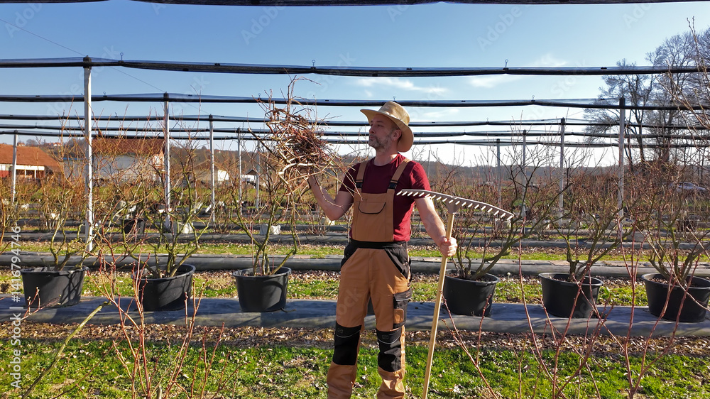 Male gardener working in a blueberries organic farm.