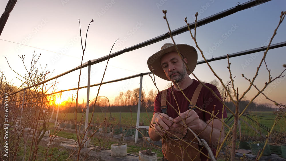 Male gardener working in a blueberries organic farm.