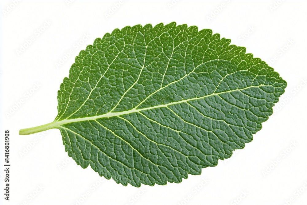 Fototapeta premium Single Green Leaf Detailed Close Up Isolated on White Background Botanical Nature