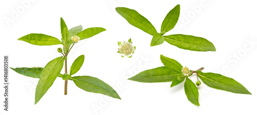 Eclipta prostrata or false daisy used for hair washing or medicinal. photo