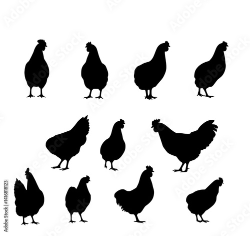 Chicken Silhouettes: A stark monochrome illustration depicts a collection of hens and roosters in various postures, showcasing their elegant forms against a plain white background.