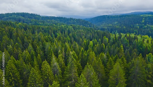 Aerial view of a vast green forest