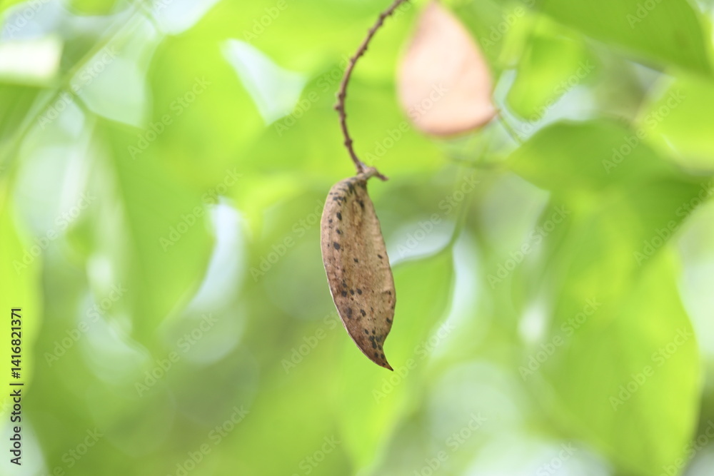 Fototapeta premium Millettia pinnata seed pod in tree. It&nbsp;is a species of tree in the pea family Fabaceae. Its other names Pongamia&nbsp;pinnata, Indian beech&nbsp;and&nbsp;Pongame oiltree. Oil is extracted from its seeds. Ayurvedic 
