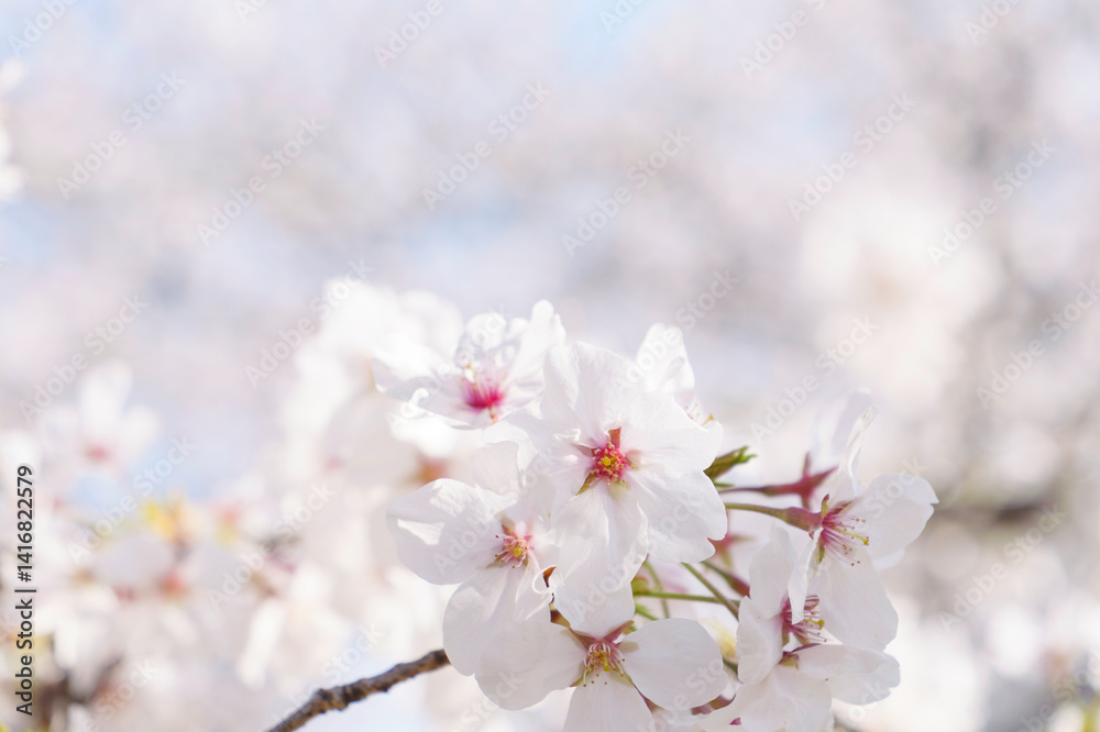 Beautiful white cherry blossoms, a springtime tradition, Someiyoshino Beautiful white cherry blossoms, a springtime tradition, Someiyoshino