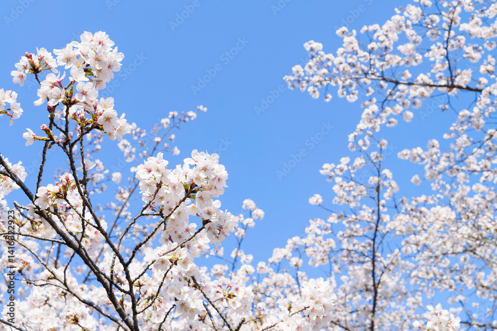 white cherry blossoms swaying gently in spring breeze white cherry blossoms swaying gently in spring breeze