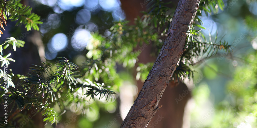 Fototapeta premium A tree with green leaves and a brown trunk. The leaves are in the foreground and the trunk is in the background