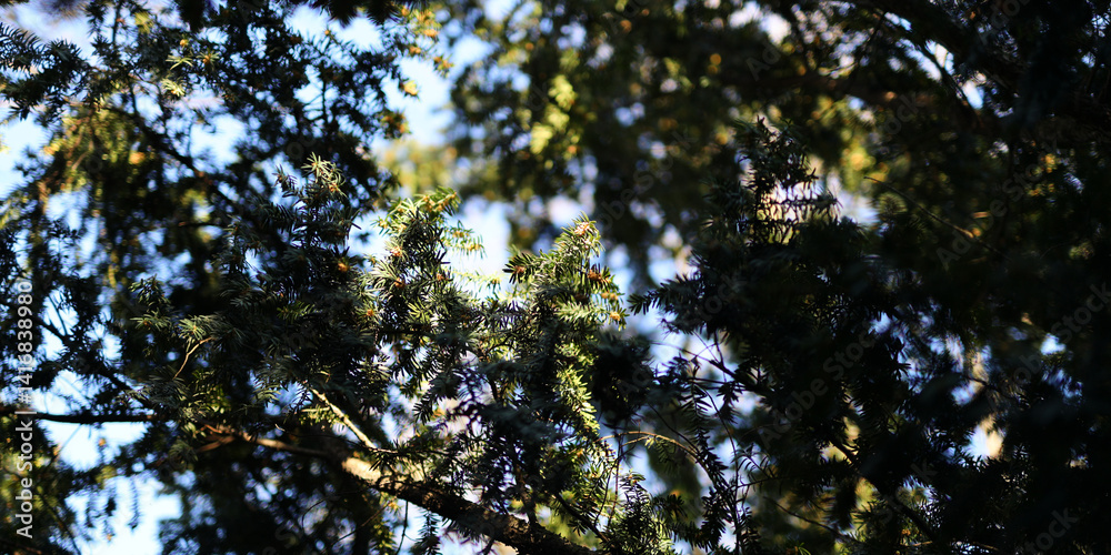 A tree with leaves is in the foreground and the sky is blue. The leaves are green and the sky is clear