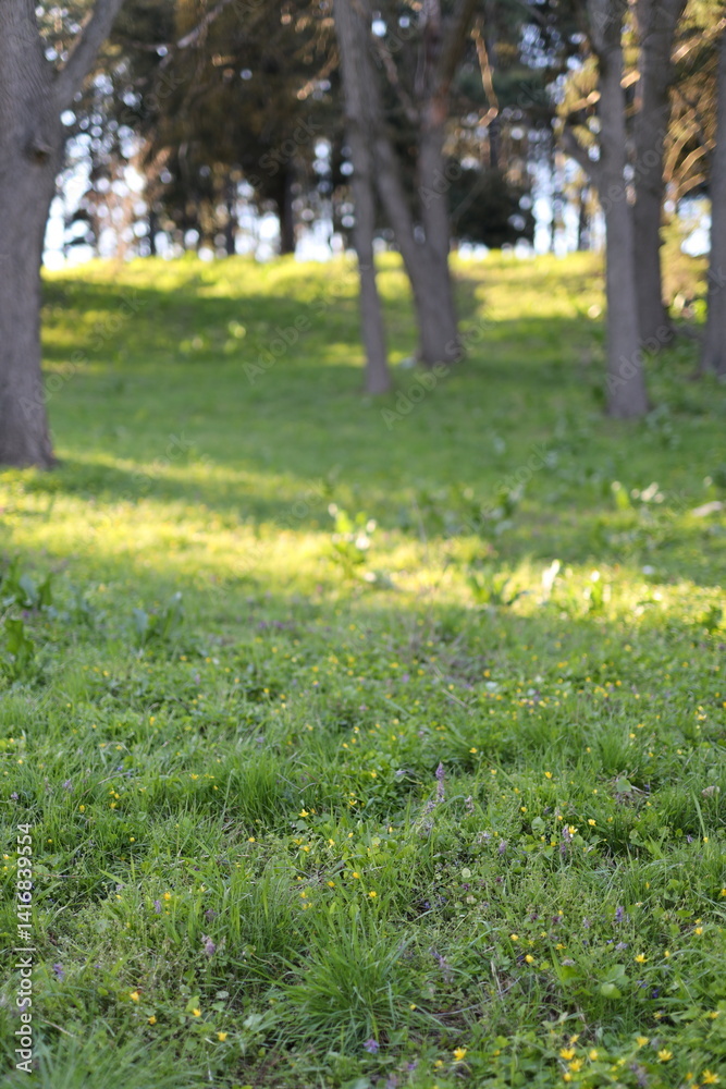 A field of grass with trees in the background. The grass is green and the trees are tall A field of grass with trees in the background. The grass is green and the trees are tall