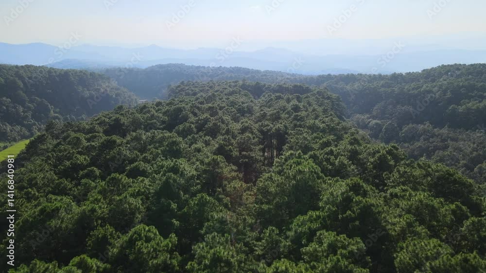 Drone Aerial View of Scenic Pine Forest Valley with Open Green Path and Mountain Horizon in Northern Thailand Drone Aerial View of Scenic Pine Forest Valley with Open Green Path and Mountain Horizon in Northern Thailand