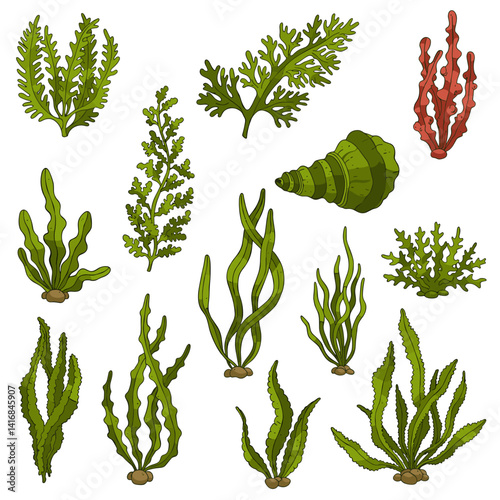 Aquatic plants and shells in colorful illustration