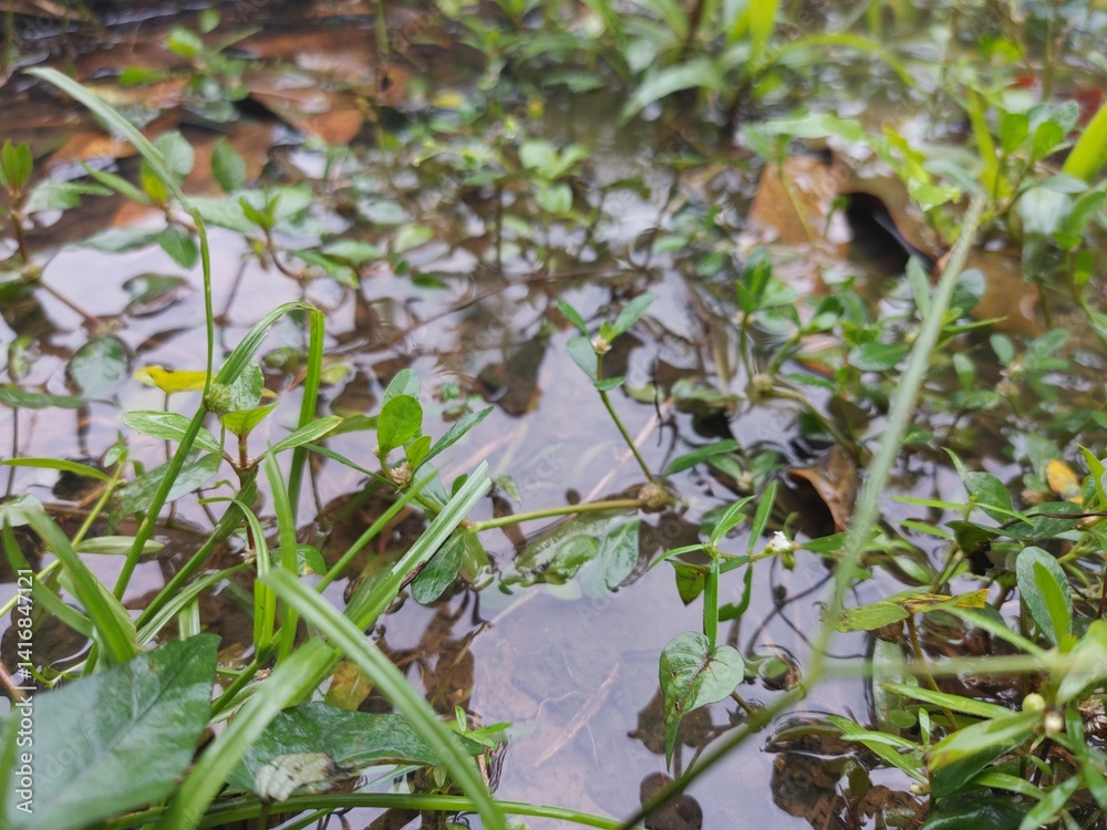 Fototapeta premium Plants in A Shallow (4K)
