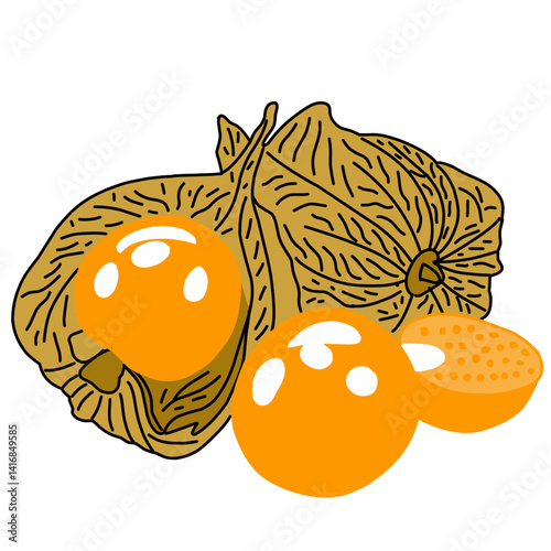 Illustration of fresh golden berries (physalis)