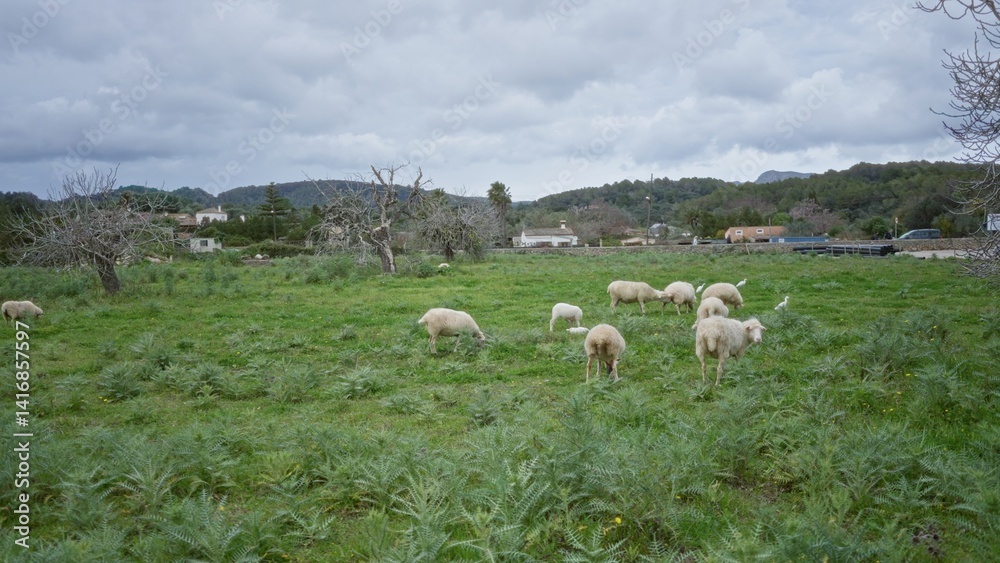 Obraz premium Sheep grazing in a lush mediterranean field with scattered trees and distant houses under a cloudy sky, creating a serene rural landscape.