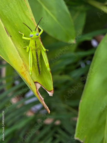 Vivid green grasshopper perched atop a broad leaf.
