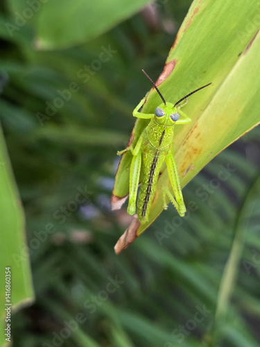 Vibrant green grasshopper perched on a ginger plant leaf.