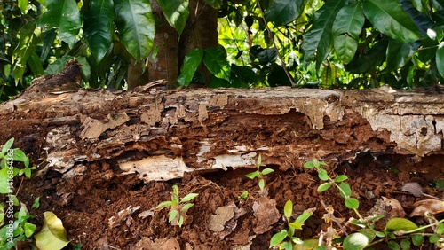 Close-up of a decaying log with visible termite damage