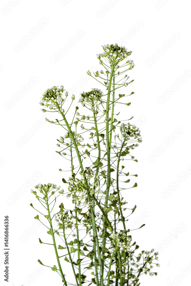 Fototapeta premium Shepherd's Purse