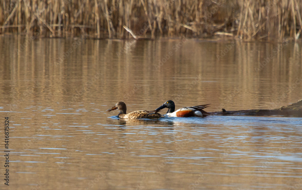 Northern shoveler (Spatula clypeata) male and female on the lake