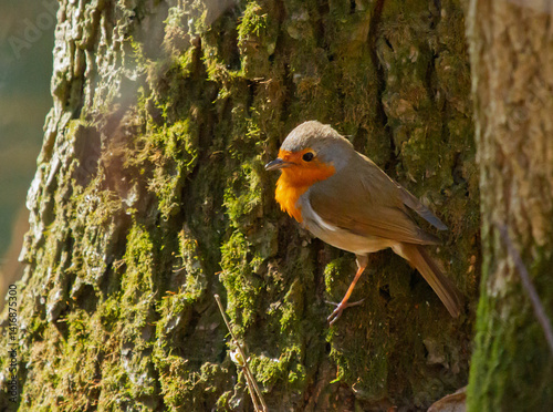 Obraz na płótnie European Robin (Erithacus rubecula) sits on the bark of tree w salonie