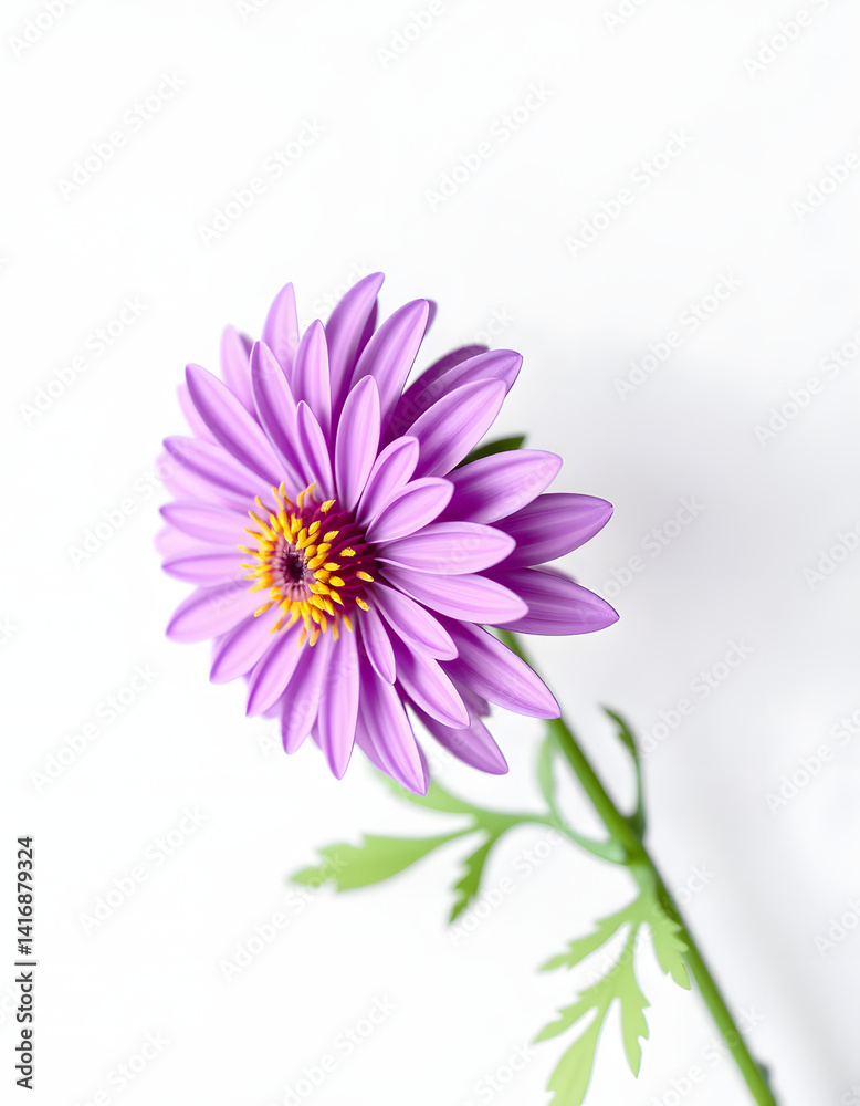 Vibrant purple chrysanthemum bloom on a clean white background with clipping path. Detailed macro shot., papercraft. with white shades Vibrant purple chrysanthemum bloom on a clean white background with clipping path. Detailed macro shot., papercraft. with white shades