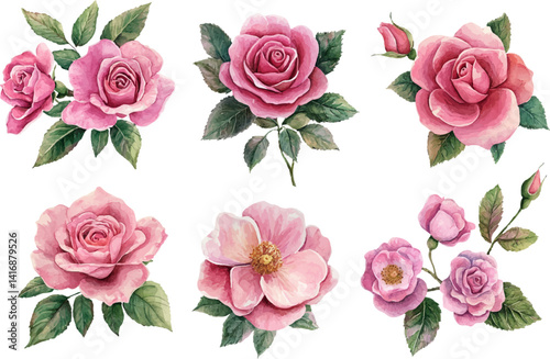 set of roses vector illustration