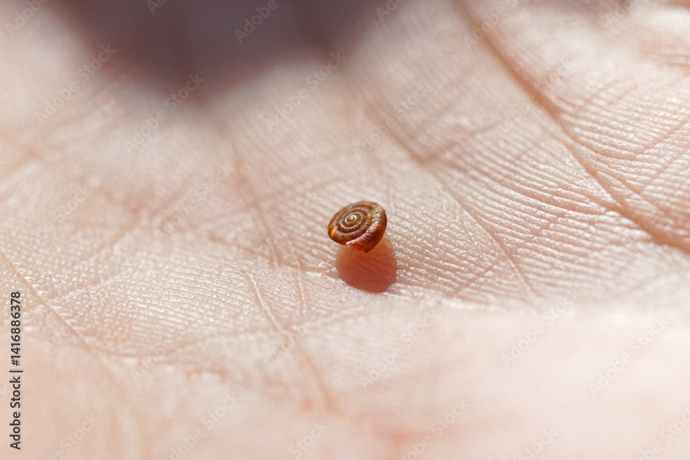 escargot