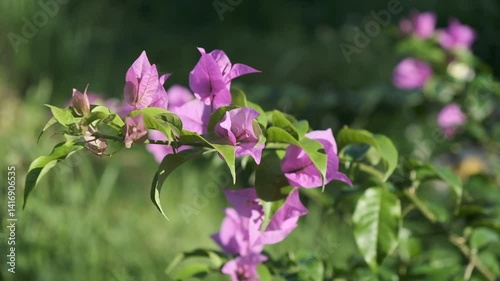 Wallpaper Mural pink flowers in the garden Torontodigital.ca