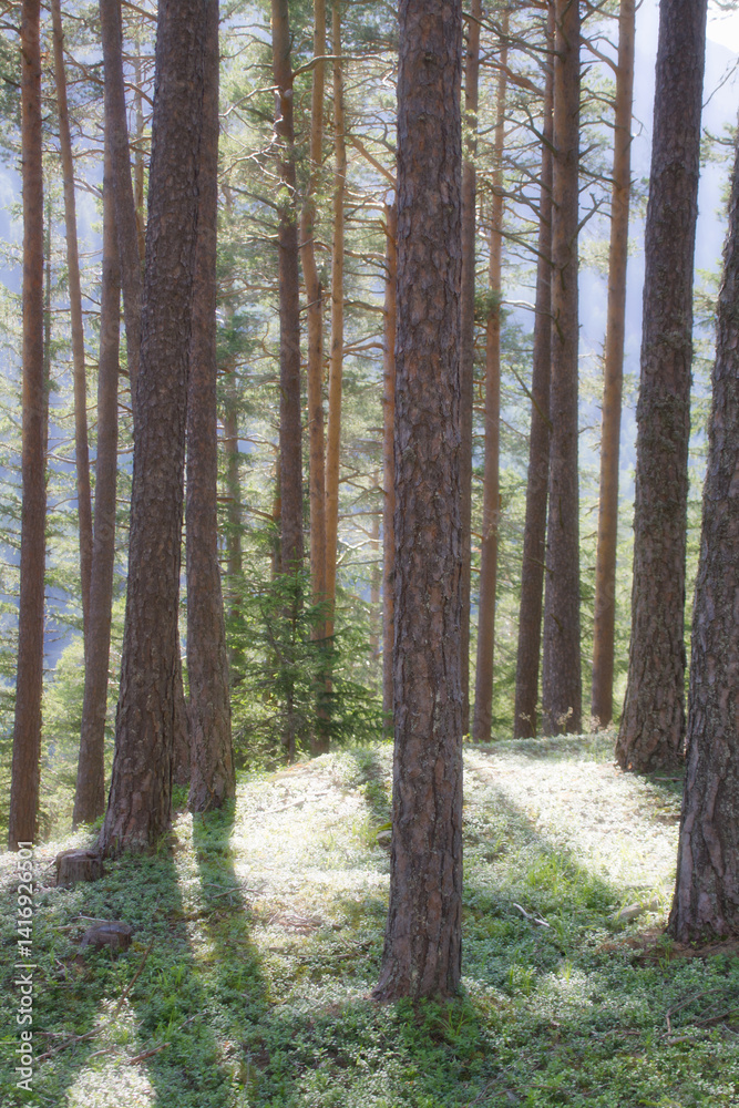 Fototapeta premium footpath in the woods