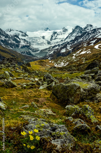 Un bouquet d'anémones soufrées sur la route du barrage de Moiry.