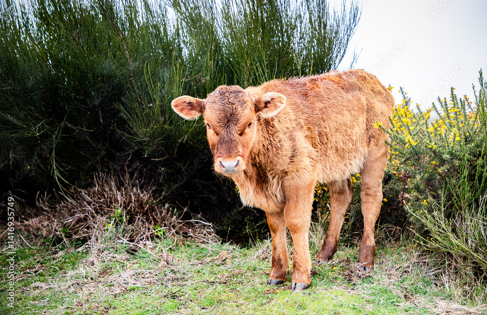 cow grazing in a misty landscape