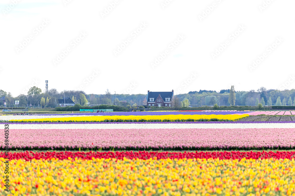 Holland Tulpen