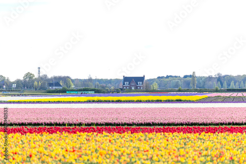 Obraz na płótnie Holland Tulpen w salonie