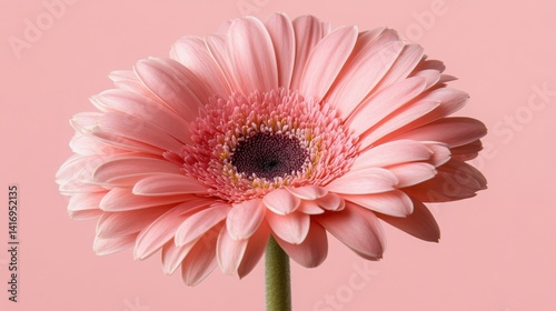Delicate pink gerbera daisy blooming elegantly against a soft pastel backdrop for a fresh and vibrant look