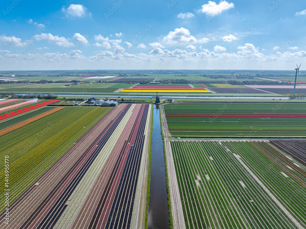 Holland Tulpen