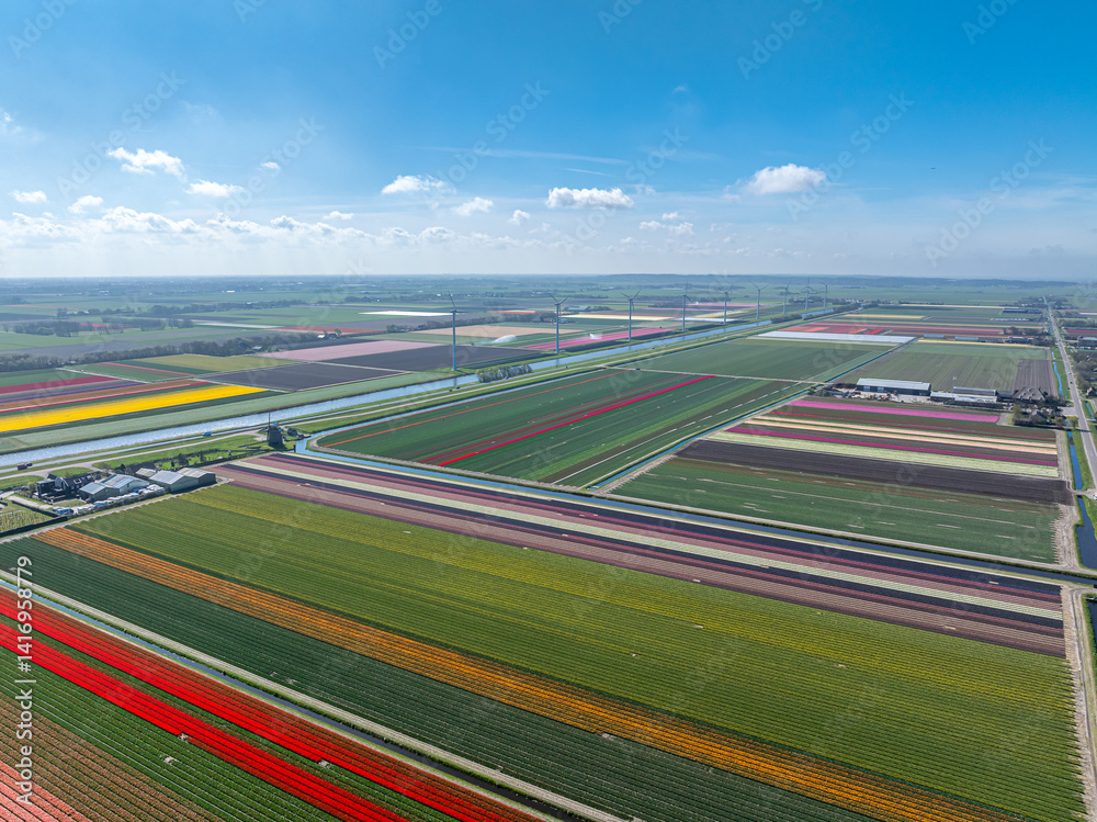 Holland Tulpen